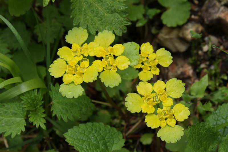 Chrysosplenium alternifolium / Erba-milza comune