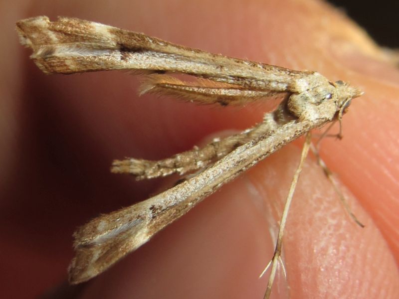 Pterophoridae sp.