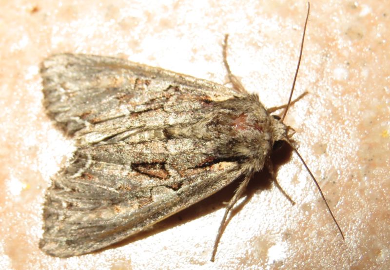 Noctuidae da identificare