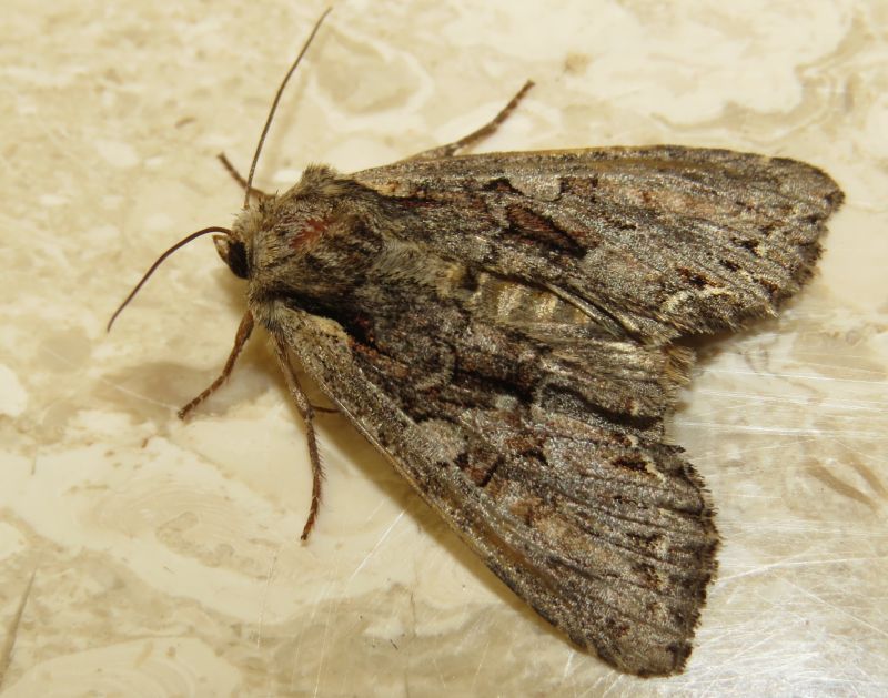 Noctuidae da identificare