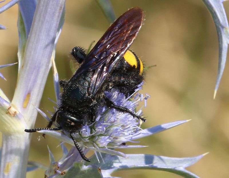 Scolia hirta hirta, maschio