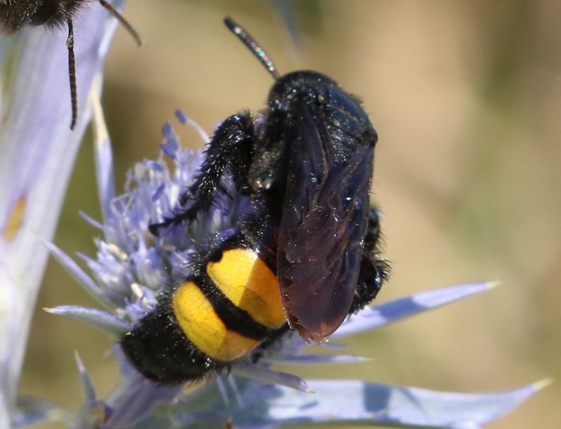 Scolia hirta hirta, maschio