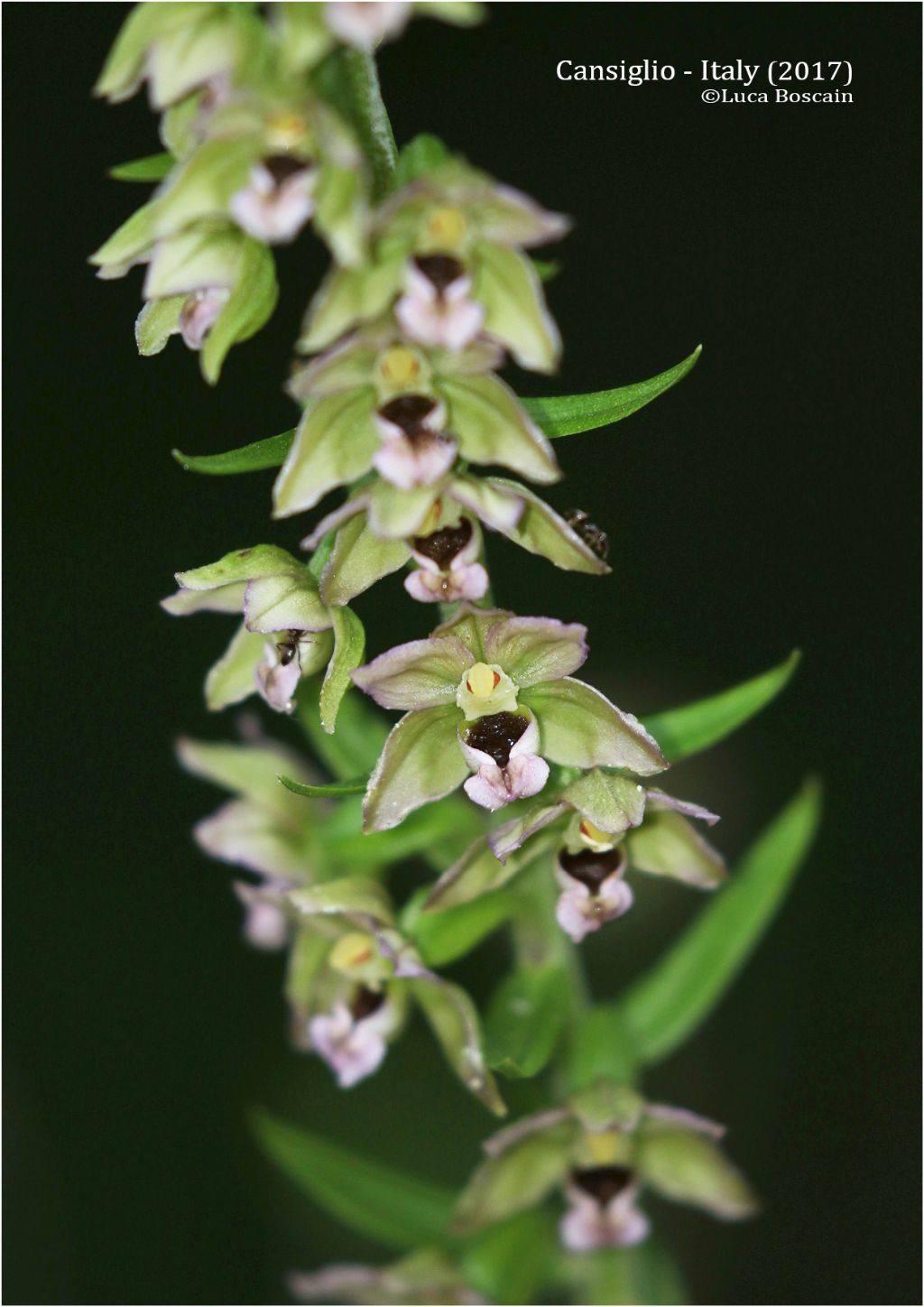 Epipactis del Cansiglio : Epipactis helleborine