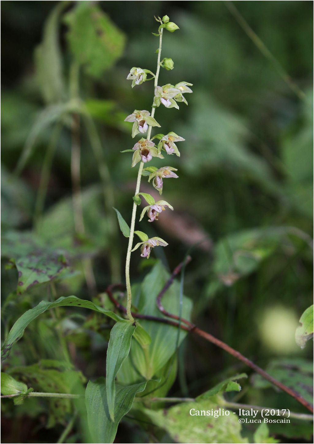 Epipactis del Cansiglio : Epipactis helleborine