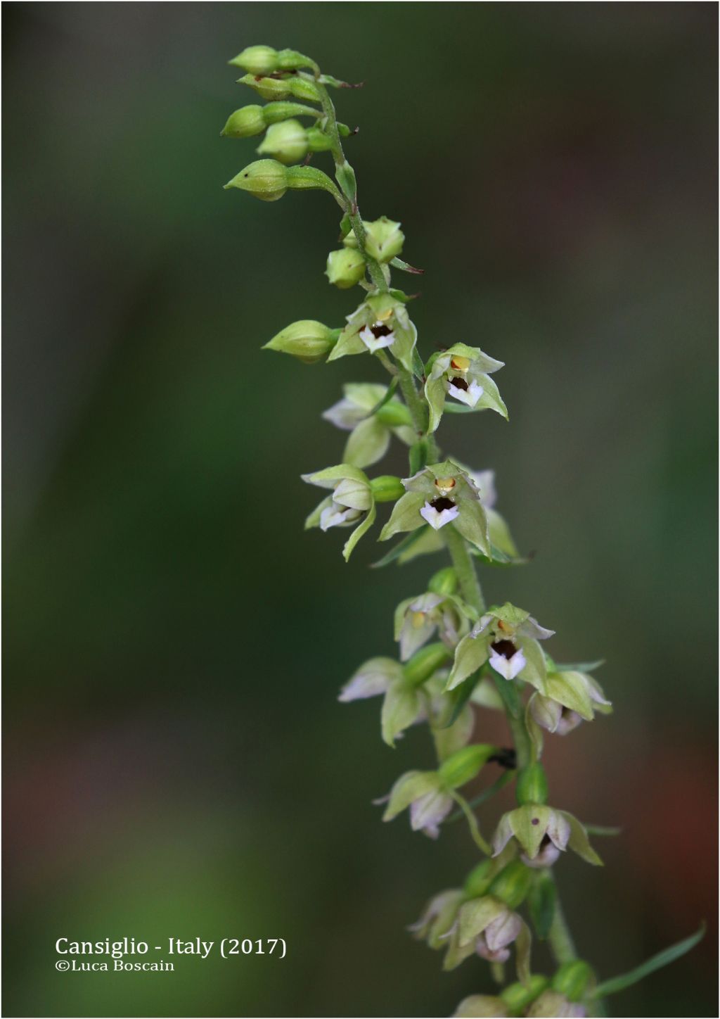 Epipactis del Cansiglio : Epipactis helleborine