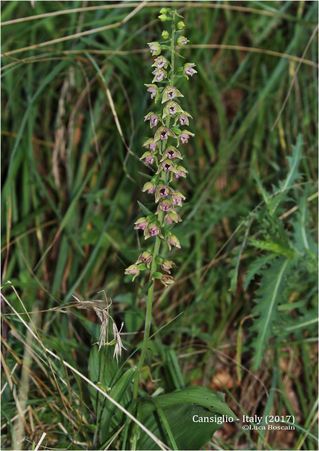 Epipactis del Cansiglio : Epipactis helleborine