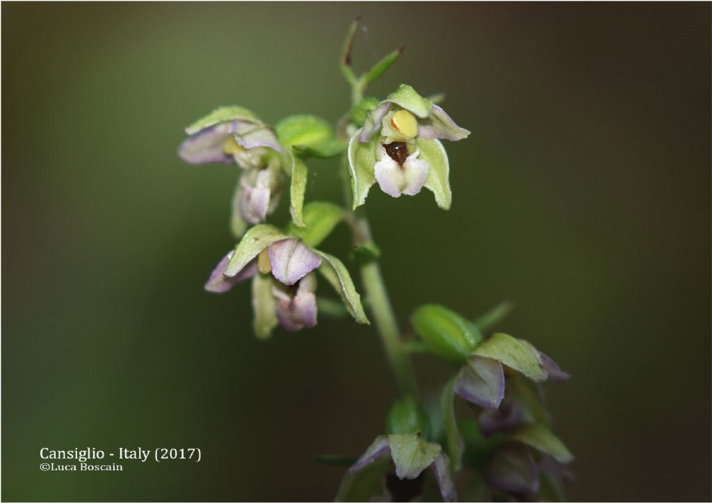 Epipactis del Cansiglio : Epipactis helleborine