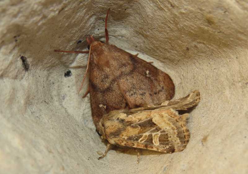 Ocneria rubea (Erebidae Lymantriinae) e Luperina dumerilii (Noctuidae)