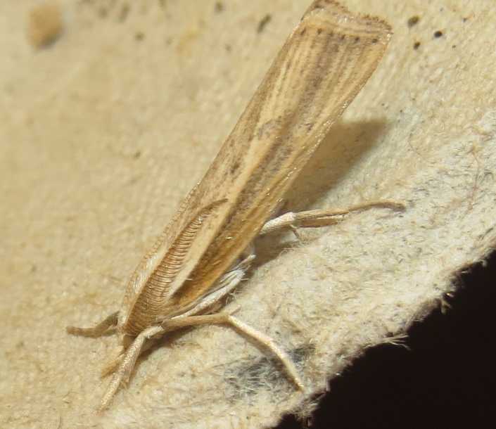 Micro-moth siciliana 2: Ancylolomia cfr. pectinatella - Crambidae