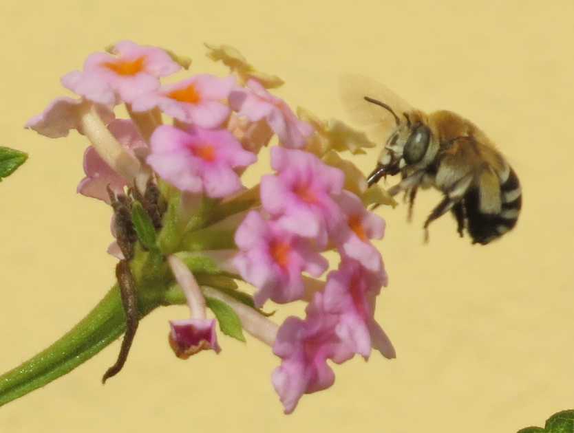 Piccola ape siciliana:  Amegilla sp. (Apidae Anthophorinae )