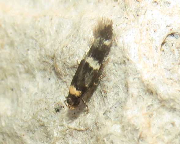 Autostichidae: Oegoconia deauratella (cfr.)