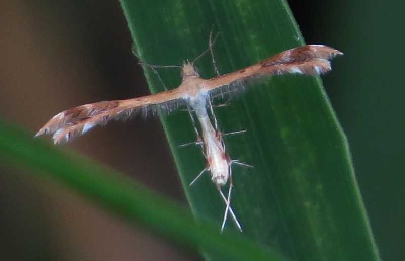 Pterophoridae: cfr. Stangeia siceliota