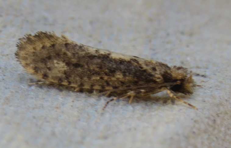 Micromoth siciliana:  cfr.  fam. Tineidae