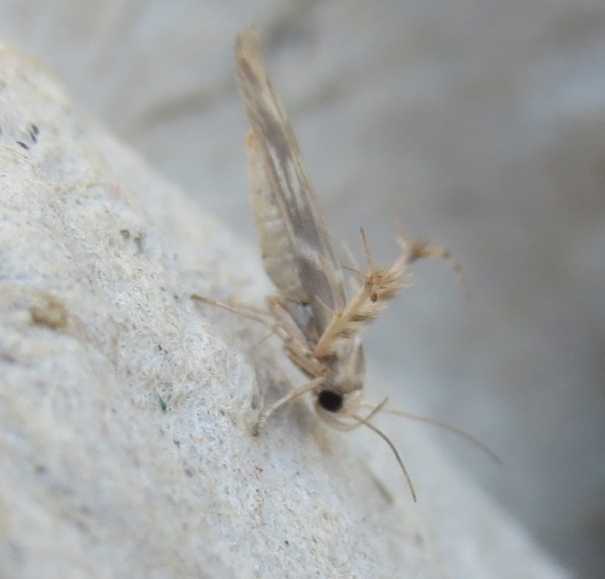 Stathmopodidae?  S, Stathmopoda  sp.