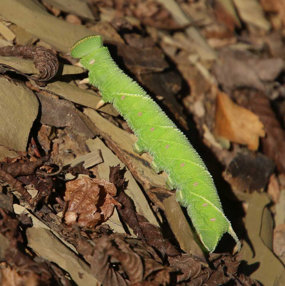 Grosso bruco verde georgiano:  Marumba quercus (Sphingidae)