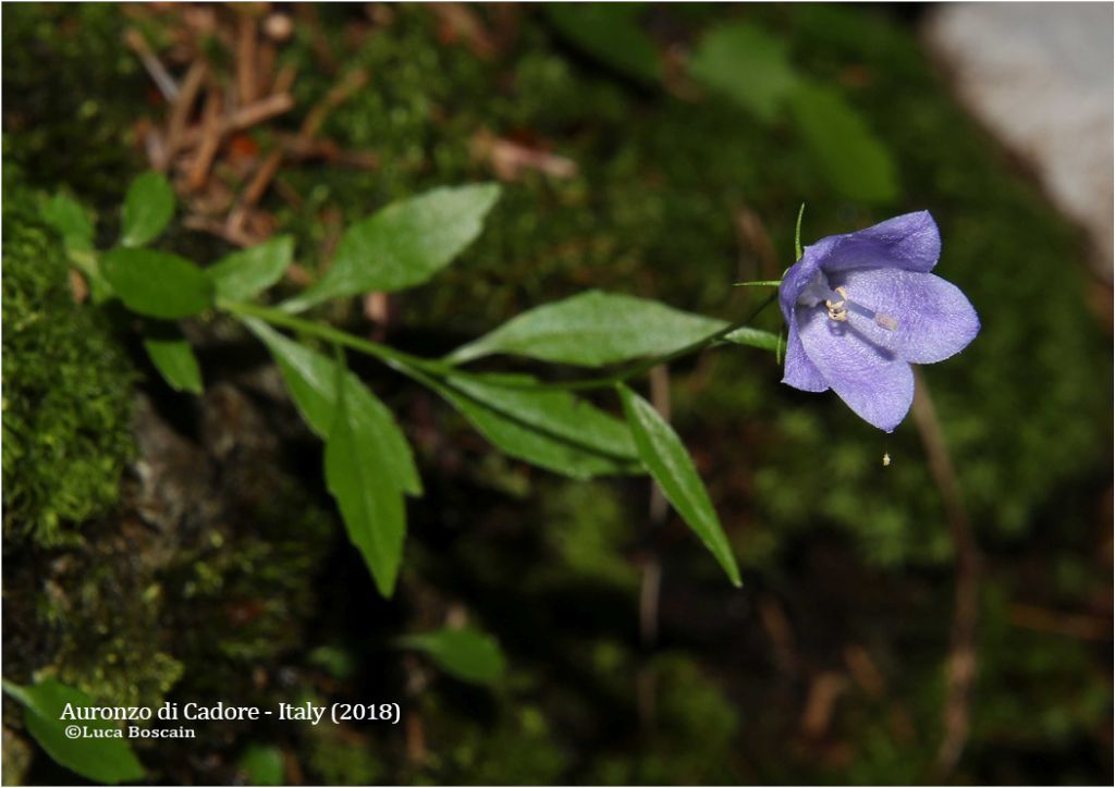 Campanula dalle Dolomiti