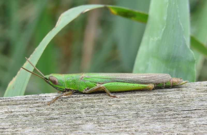 Cavalletta sarda:  Tropidopola cilindrica (Acrididae)