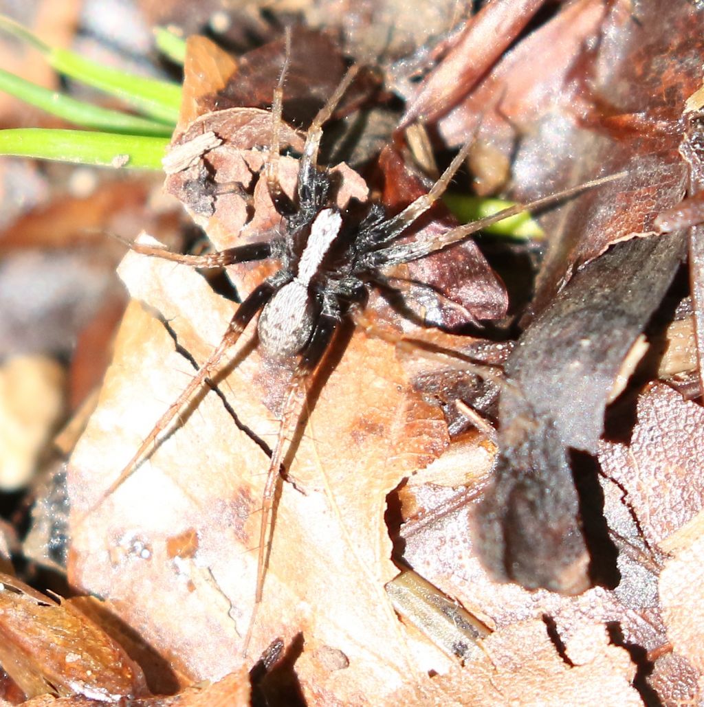 Pardosa sp. - Rakov Skocjan (Slovenia)