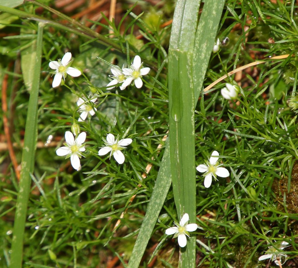 Moehringia muscosa