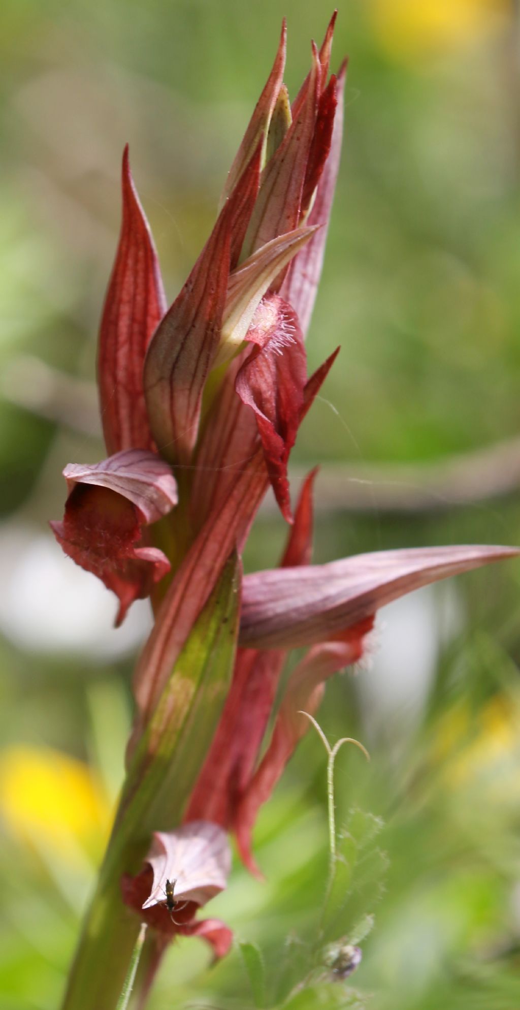 Serapias orientalis siciliensis??