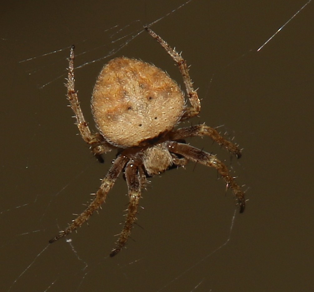 Araneus gemma? No, Neoscona subfusca - Siracusa