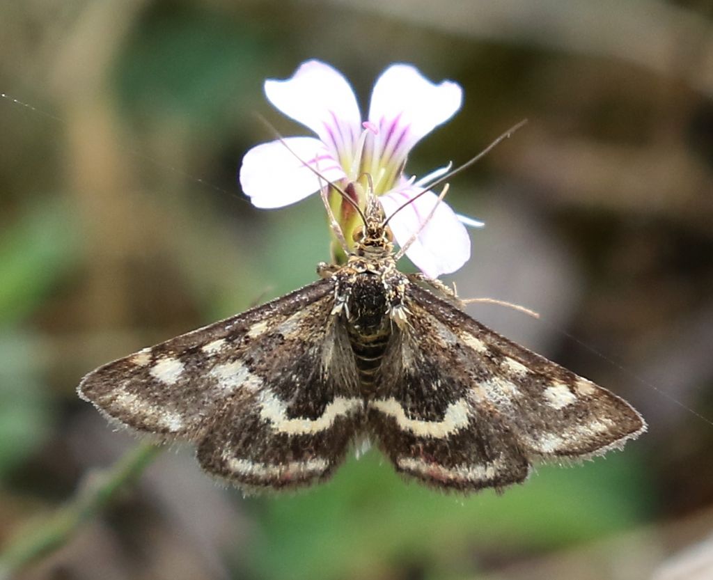 Pyrausta? P.N. D''Abruzzo