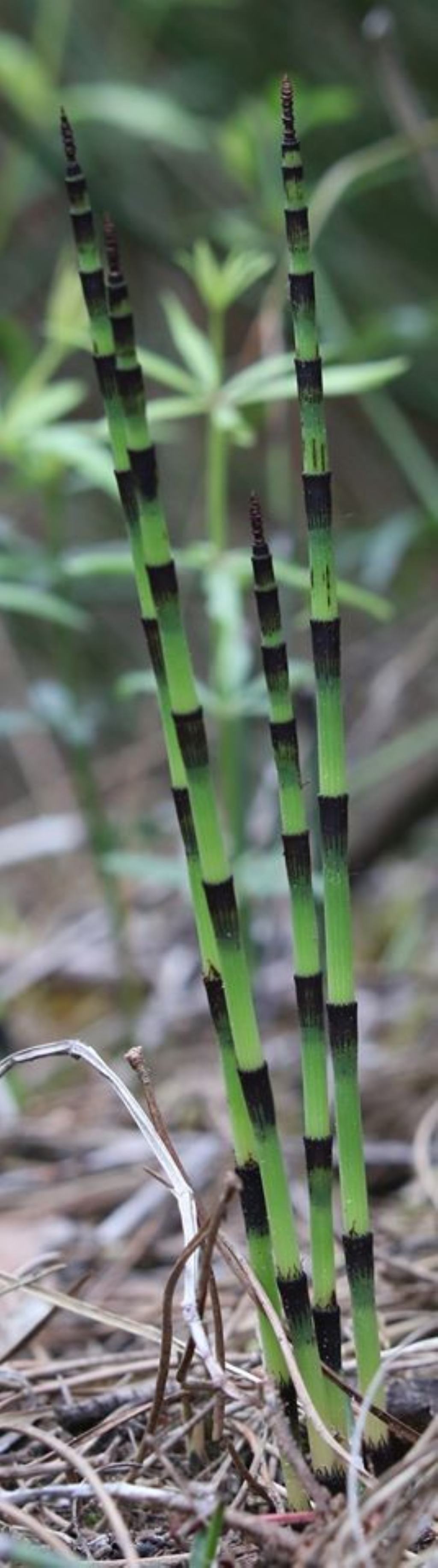 Equisetum sp. (Caorle - VE)