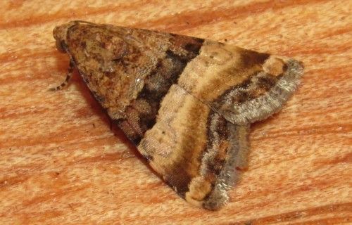 Falena siciliana 12 da identificare - Pseudozarba bipartita, Noctuidae