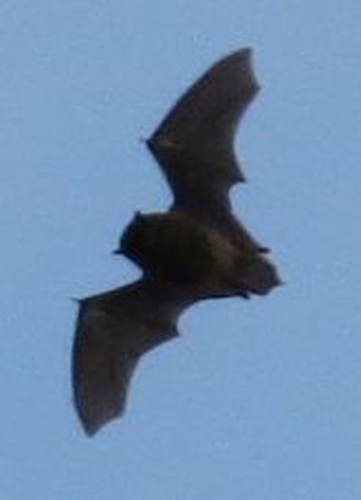 Pipistrelli diurni