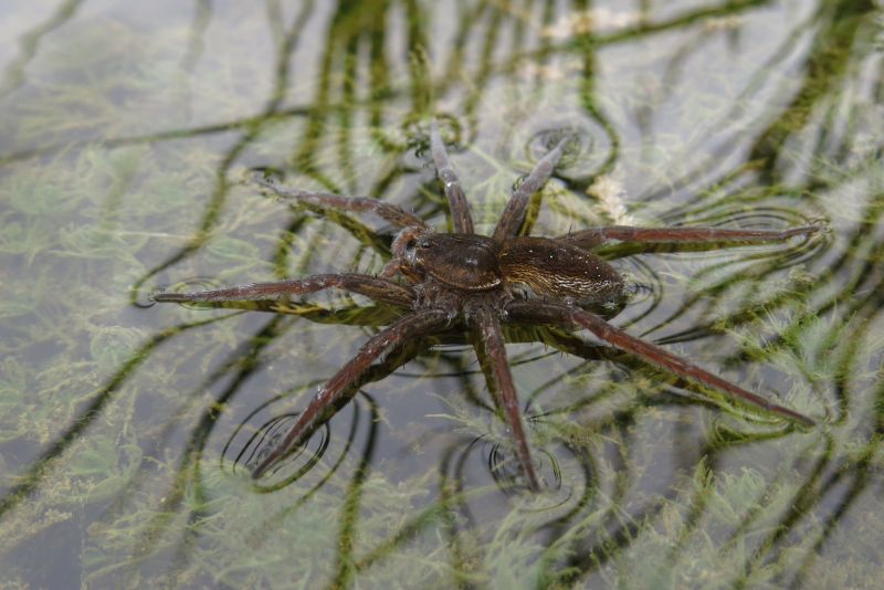 Dolomedes sp. rumeno - delta del Danubio