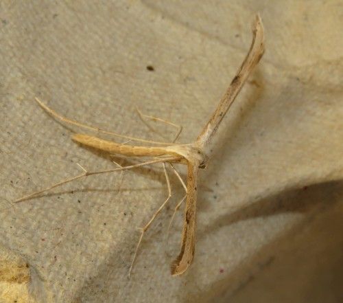 Falena siciliana 14 da identificare - Emmelina monodactyla, Pterophoridae