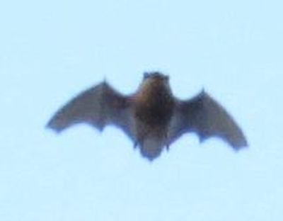 Pipistrelli diurni