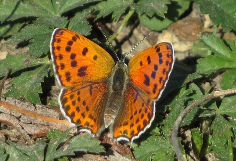 Lycaena rumena - Lycaena thersamon