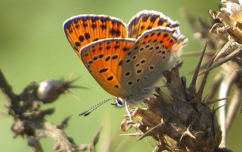 Lycaena rumena - Lycaena thersamon