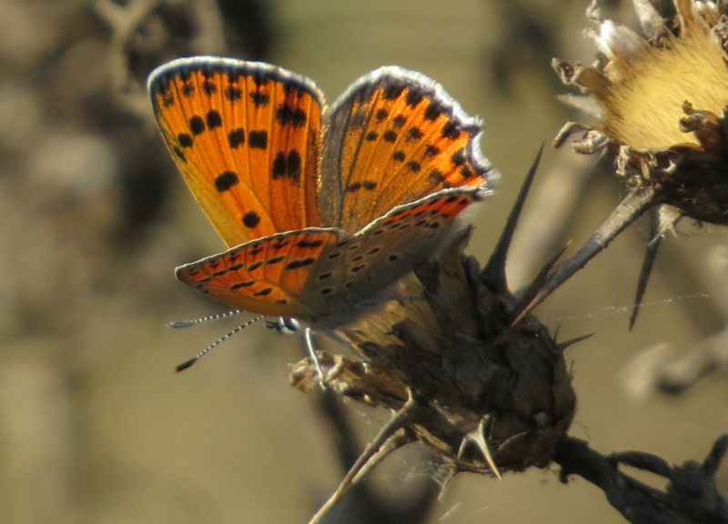 Lycaena rumena - Lycaena thersamon