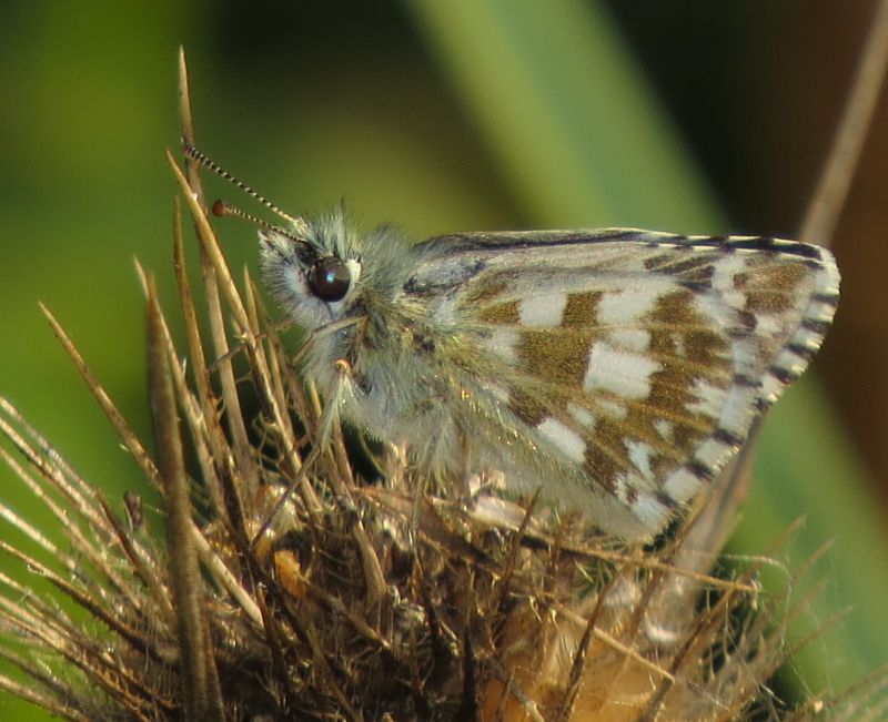 Pyrgus armoricanus?