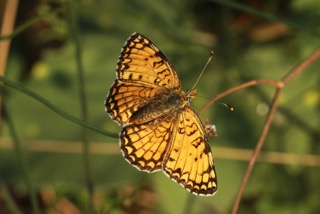 Fritillary bulgara