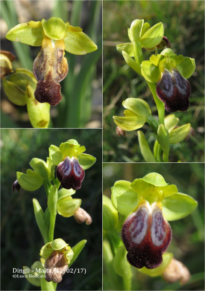 Ophrys del gruppo fusca/iricolor (Malta) 2