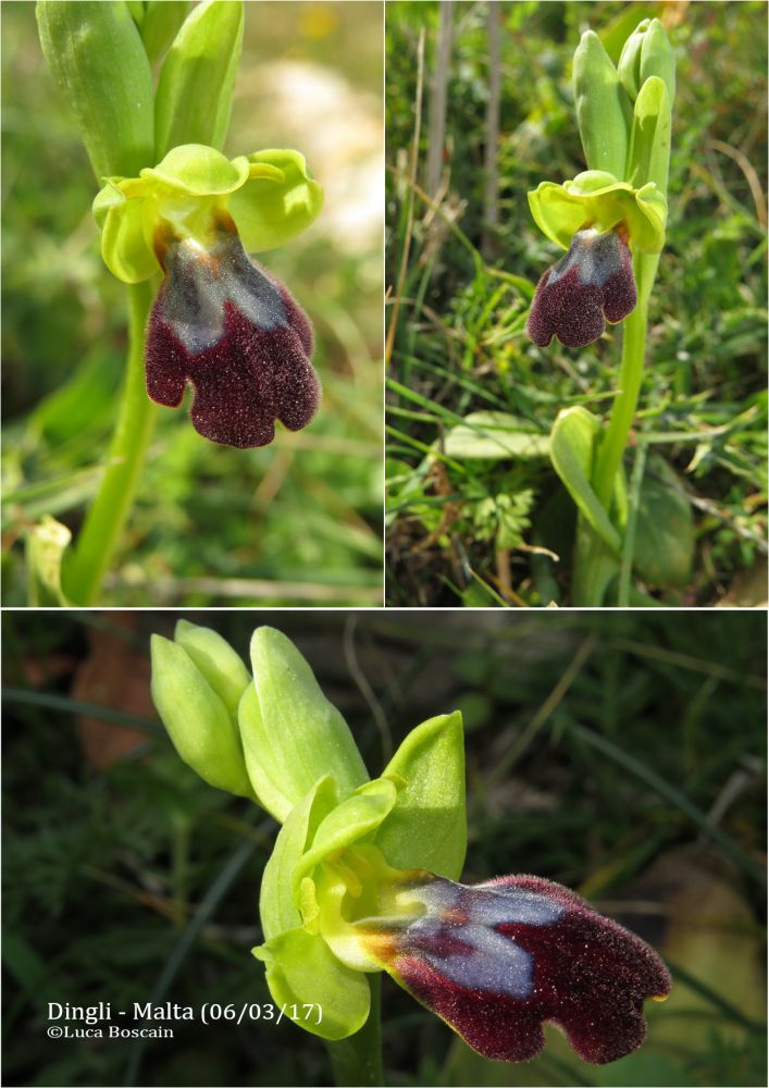 Ophrys del gruppo fusca/iricolor (Malta) 2