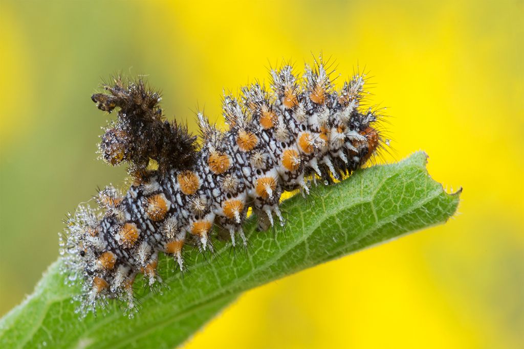 Melitaea didyma bruco