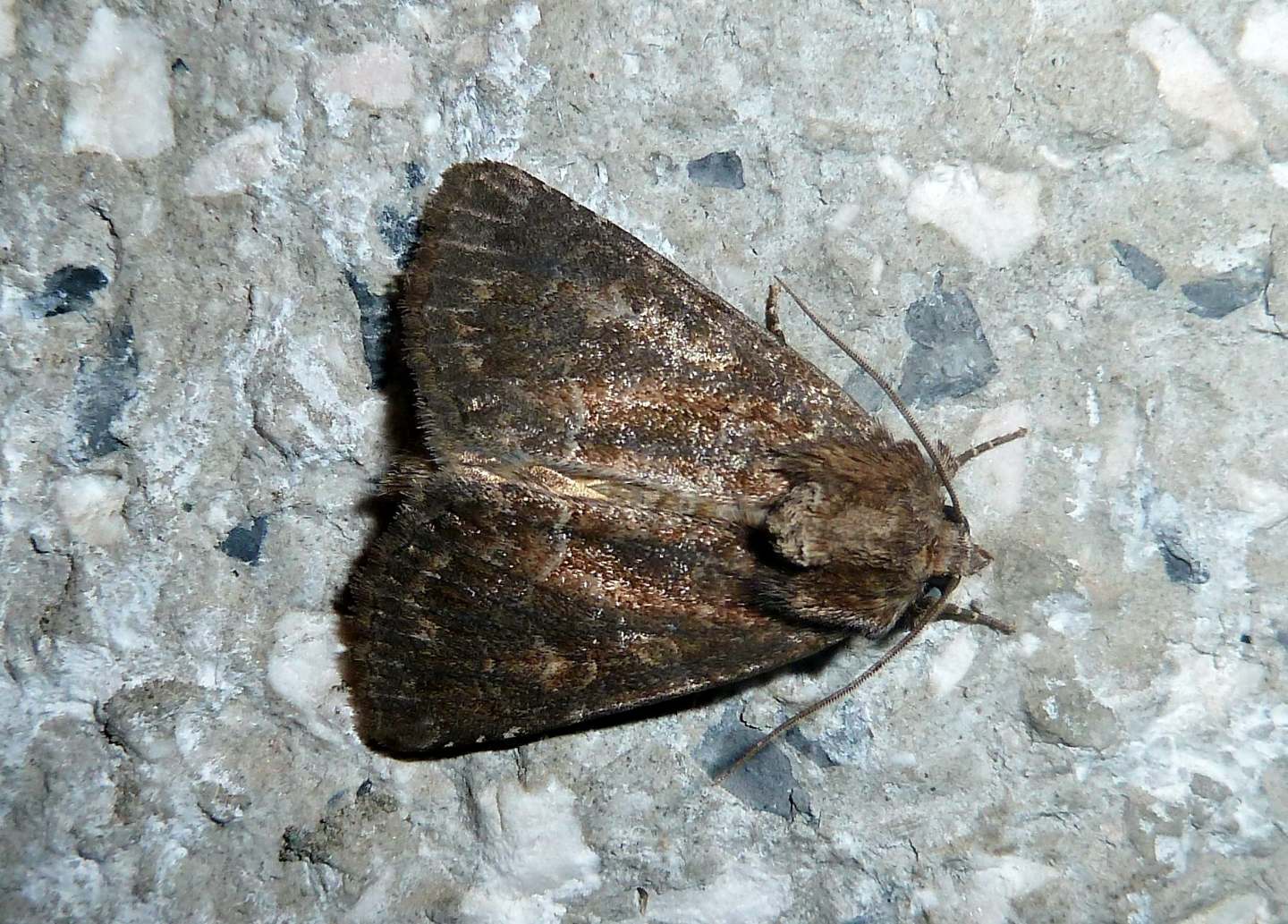 Falena da identificare - Thalpophila matura