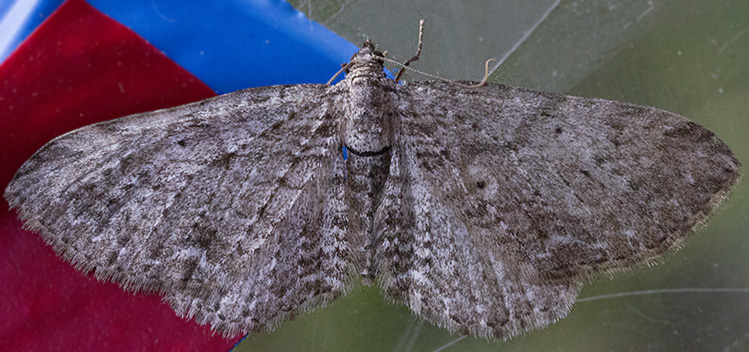 GEOMETRIDAE per l''identificazione