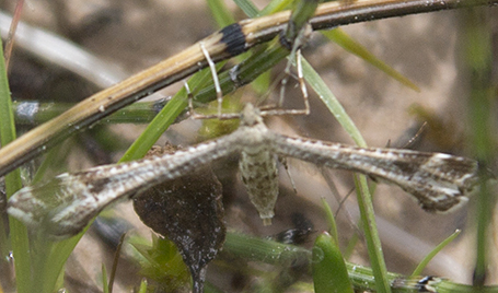 PTEROPHORIDAE per l''identificazione