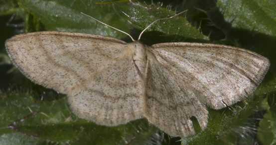 GEOMETRIDAE per l''identificazione