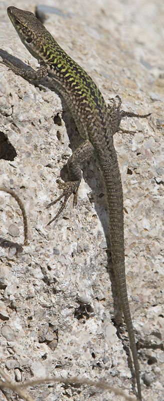 Lucertola campestre, Italian wall lizard (Podarcis siculus)