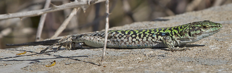 Lucertola campestre, Italian wall lizard (Podarcis siculus)