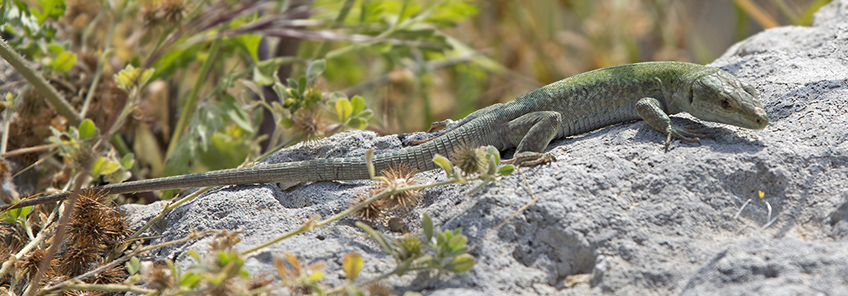 Lucertola campestre, Italian wall lizard (Podarcis siculus)