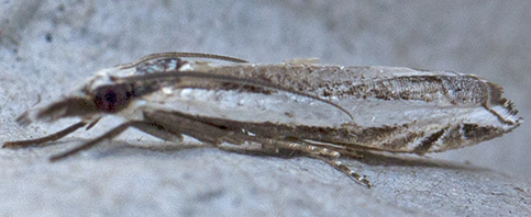 CRAMBIDAE per l''identificazione - Angustalius malacellus