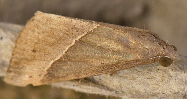 falena per l''identificazione - Hypena lividalis