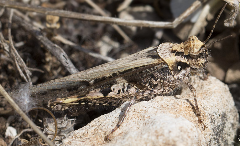 Orthoptera per l''identificazione